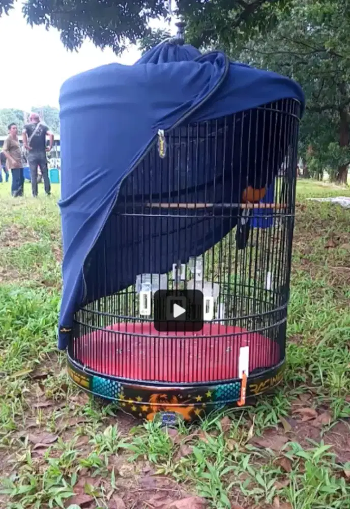 murai gacor baru beres mabung fs