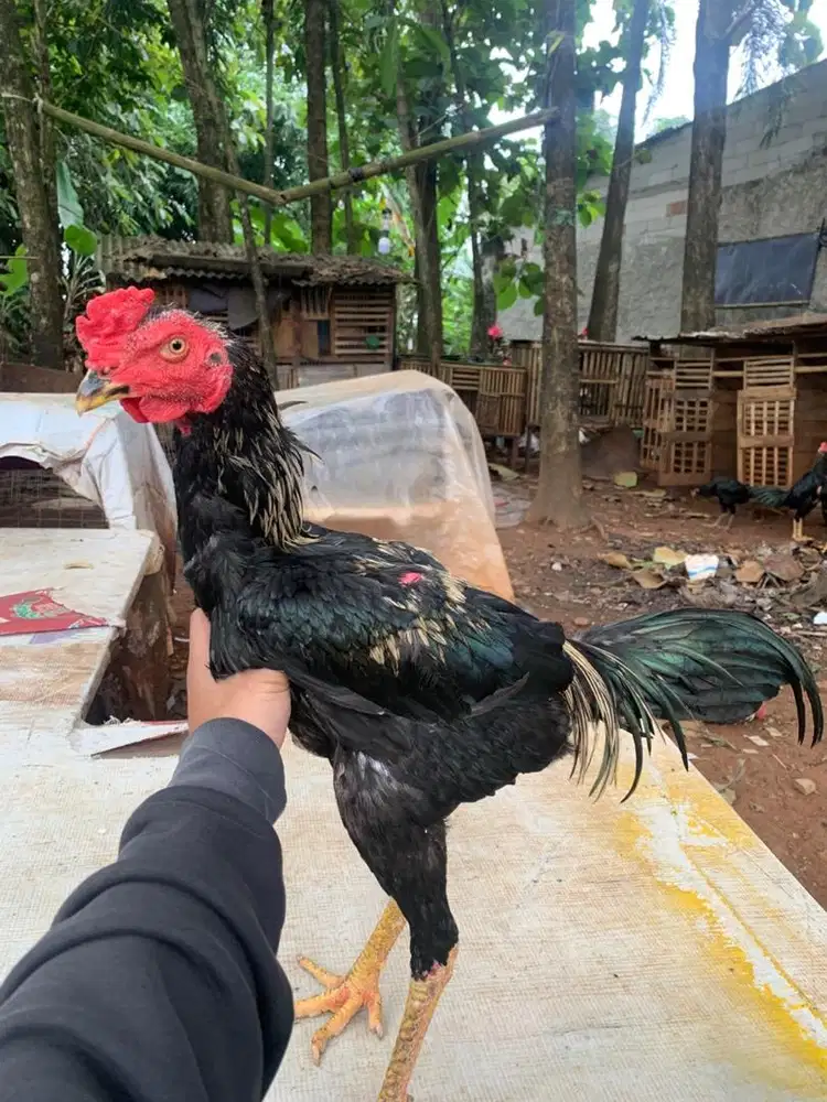 Ayam bangkok x mangon