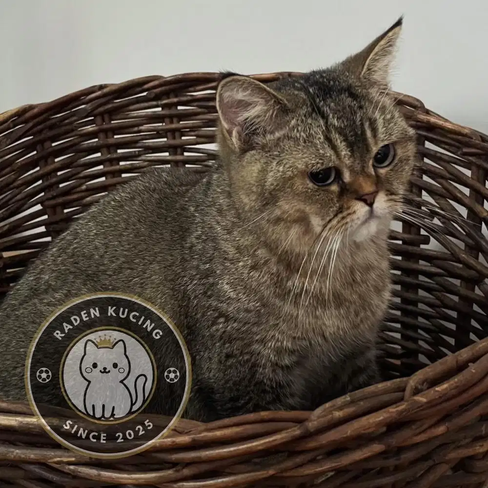 Kucing BSH British Shorthair Tabby