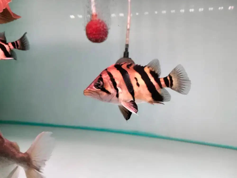 Datz Sumatra  3 bar kotor