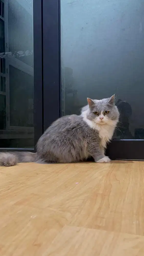 British Longhair (BLH) Blue White Tortie