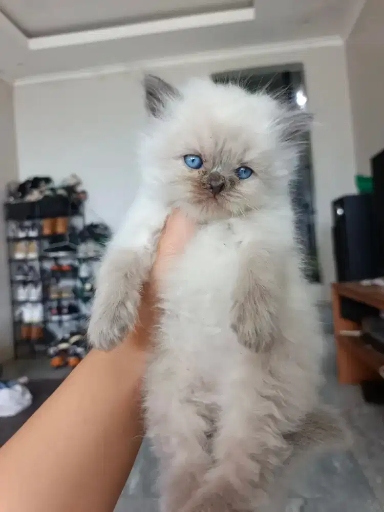 Kucing PESIA Himalaya LUCU