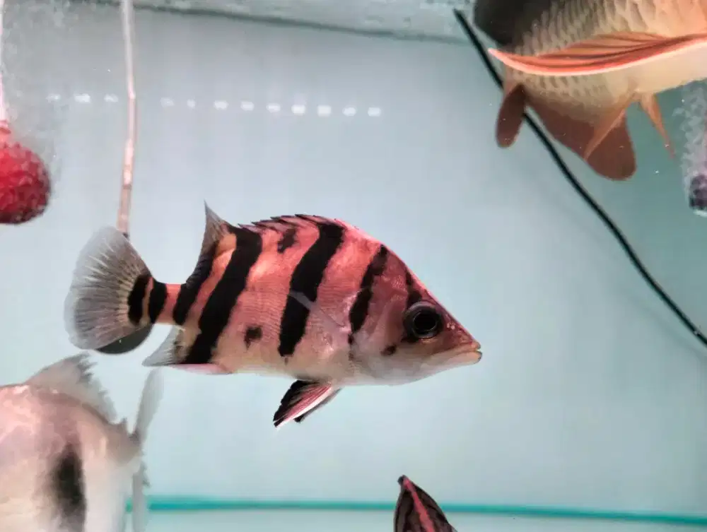 Ikan datz Sumatra 3 bar kotor