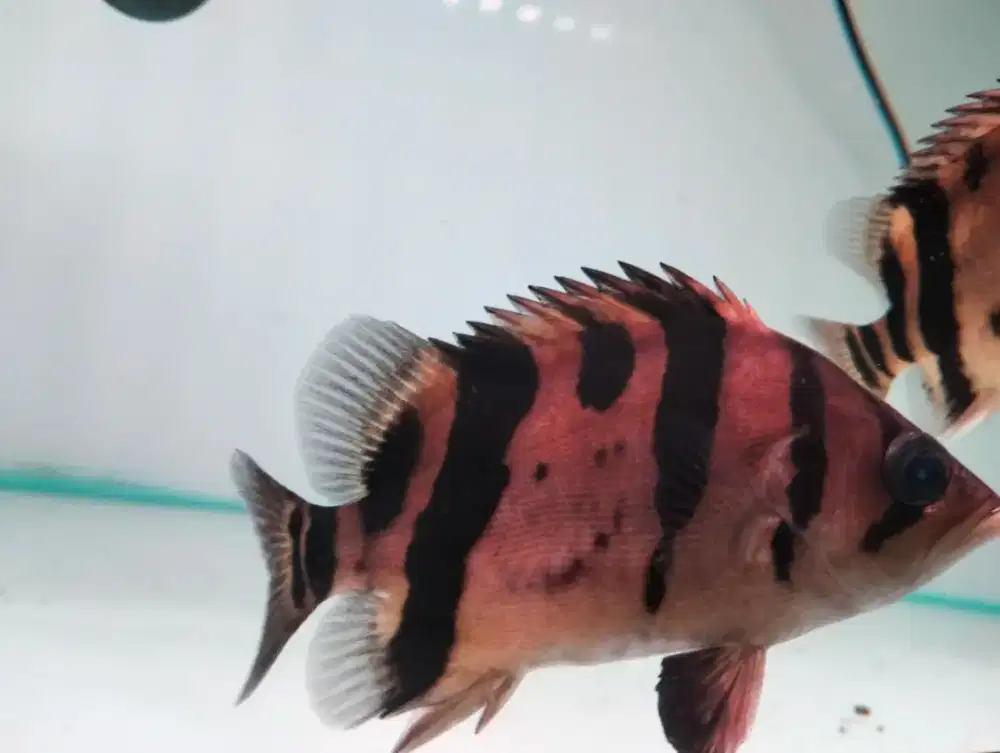 Ikan hias datz Sumatra 3 bar kotor