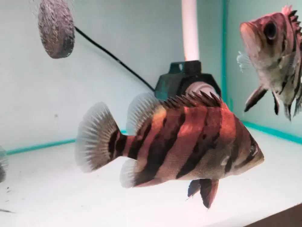 Ikan hias datz Sumatra 3 bar kotor