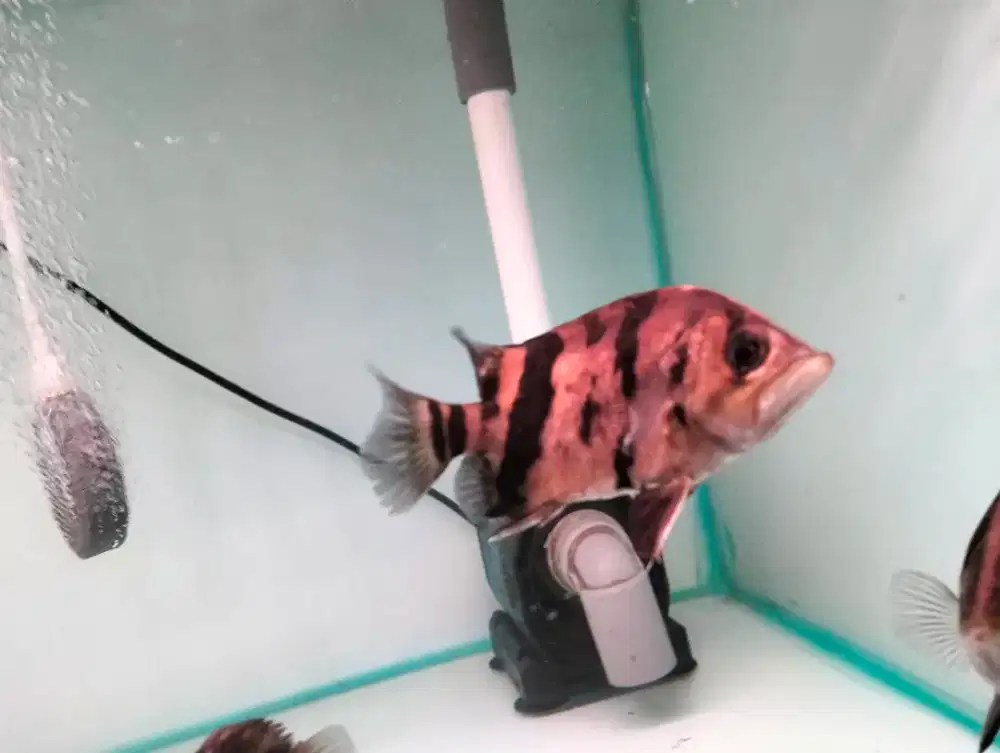 Ikan datz Sumatra 3 bar kotor