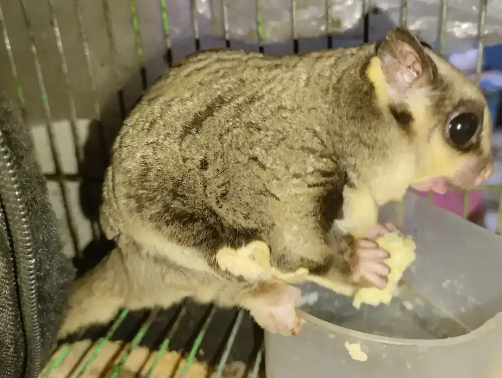 sugarglider klasik grey