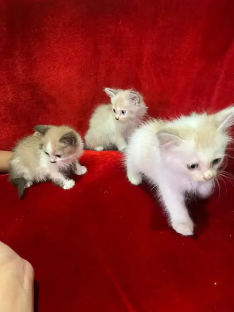 Persia kitten long hair