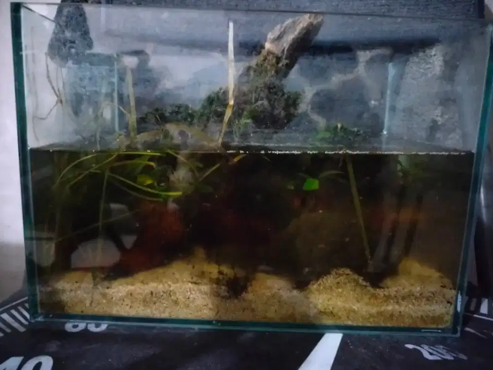 Jual Aquascape, Include Vacum, Lampu LED