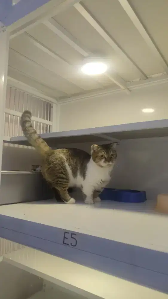 Kucing munhckin gaelic fold betina vaksin