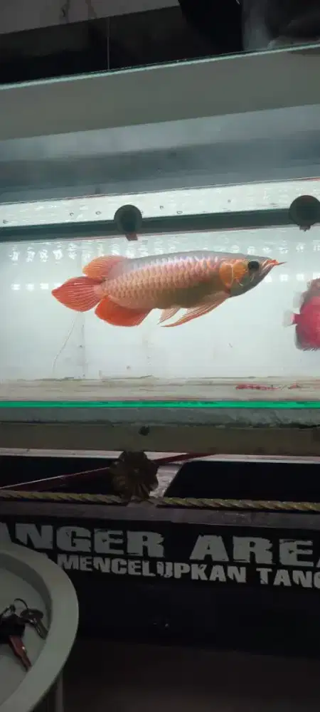 Arwana SR ssb slayer