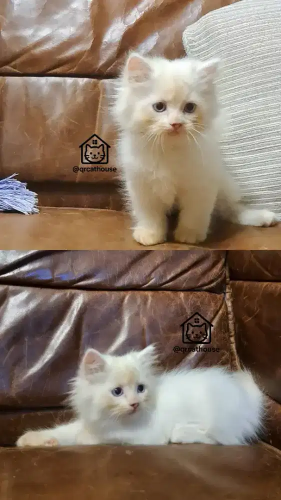 KUCING NS MUNCHKIN JANTAN 2 BULAN