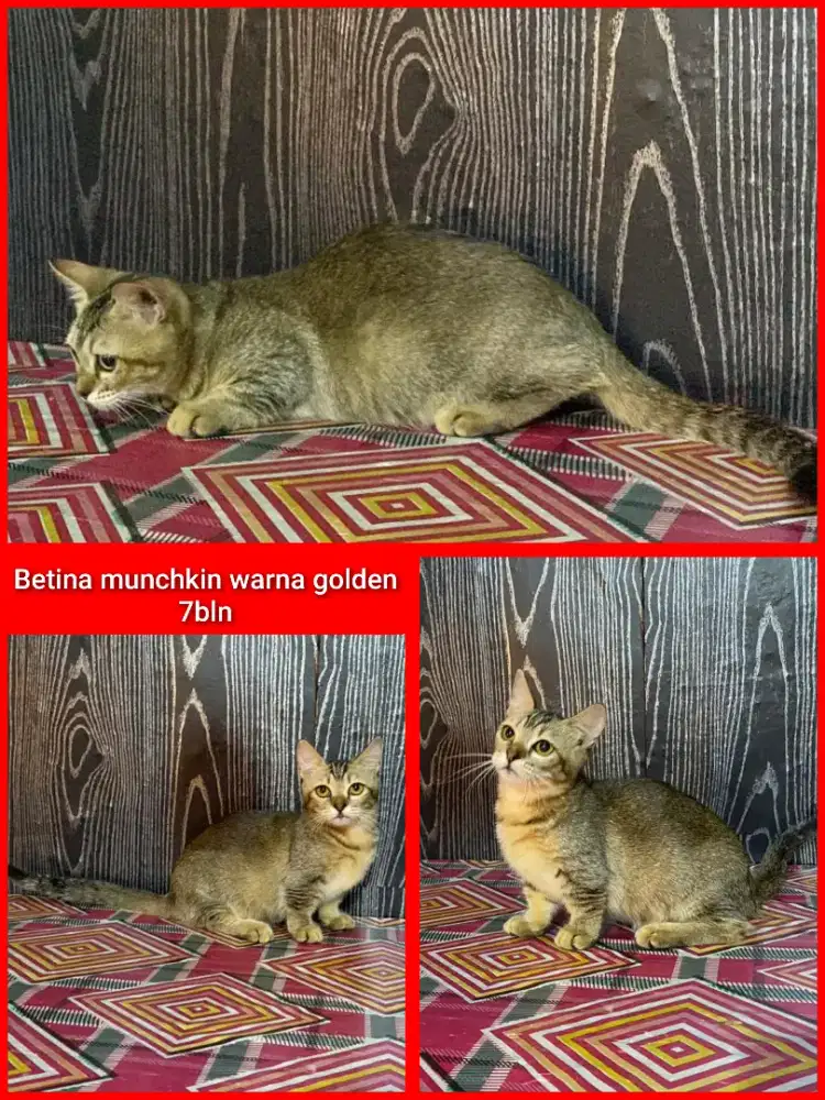 Lepas adopsi kucing persia munchkin