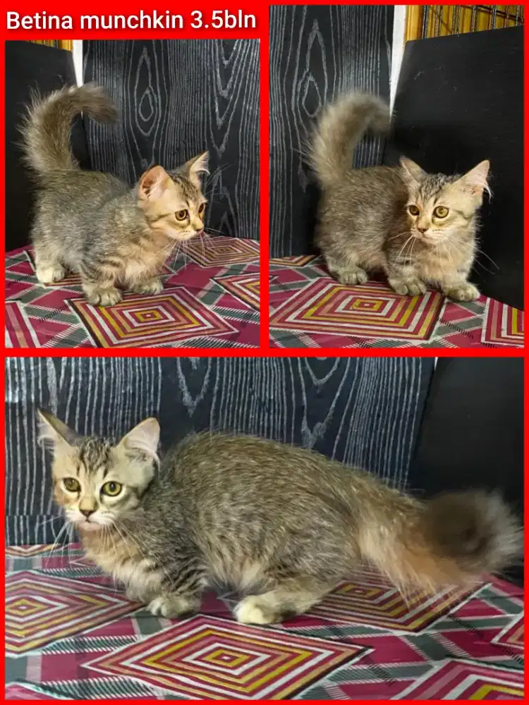 Lepas adopsi kucing persia munchkin betina