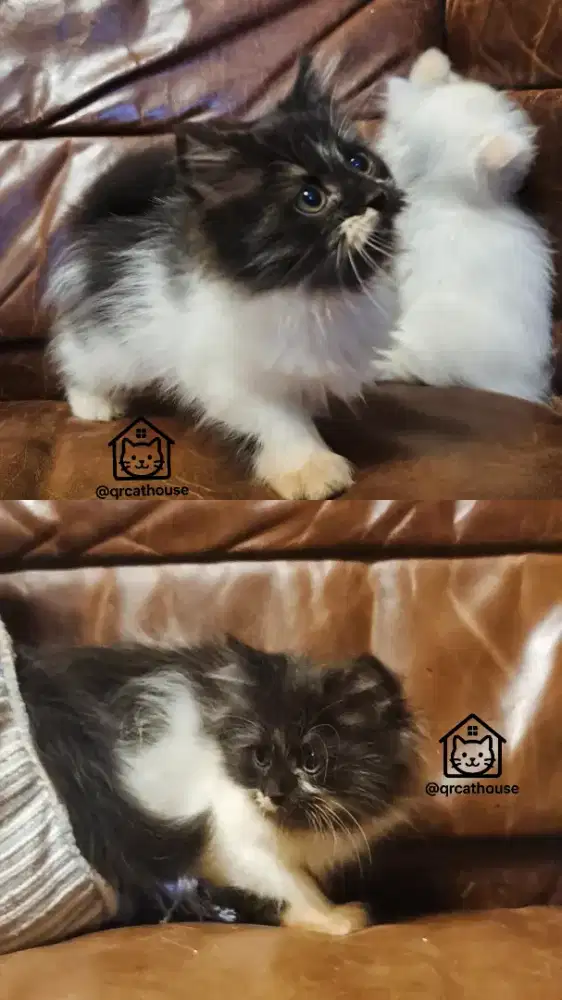 KUCING NS MUNCHKIN BETINA 2 BULAN