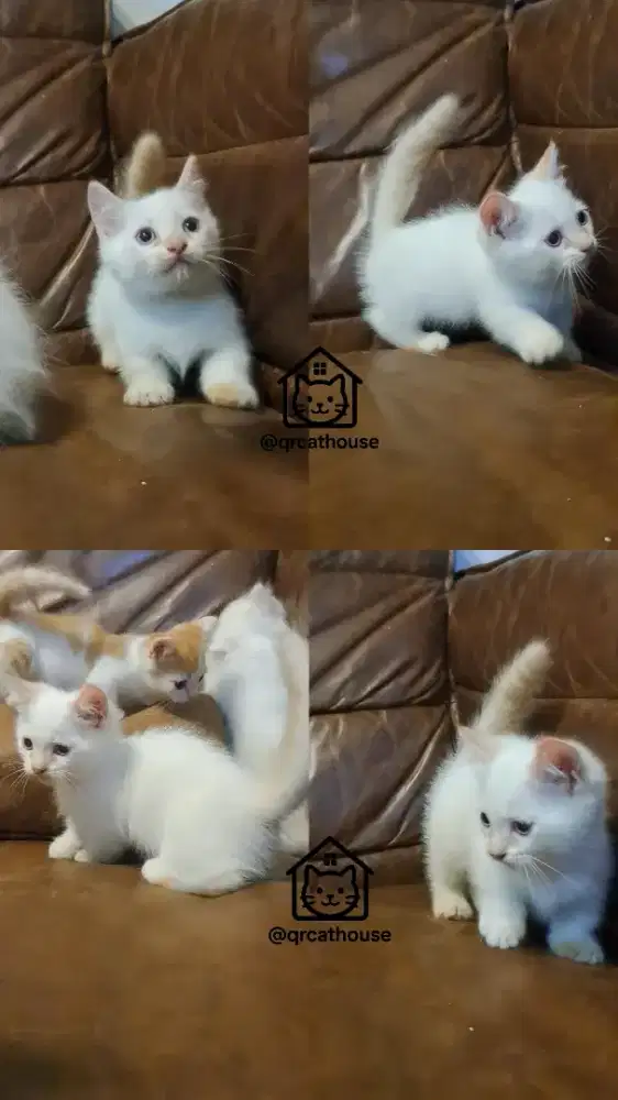 KUCING MUNCHKIN JANTAN 2 BULAN