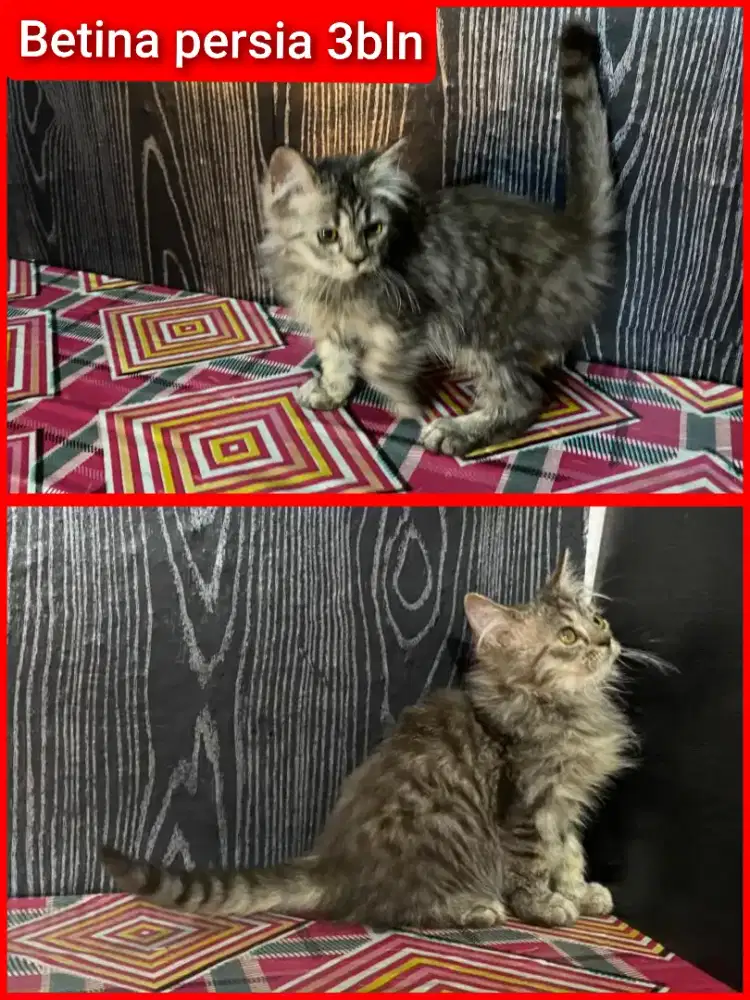 Lepas adopsi kitten kucing persia 3.5bln
