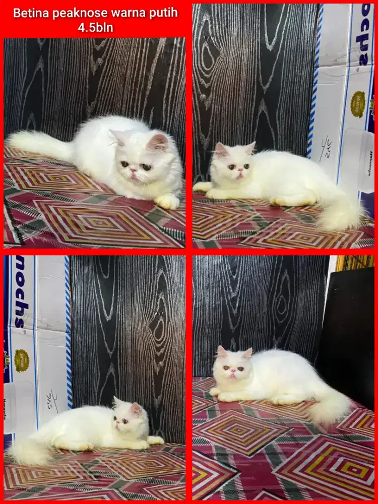 Lepas adopsi kucing peaknose betina longhair