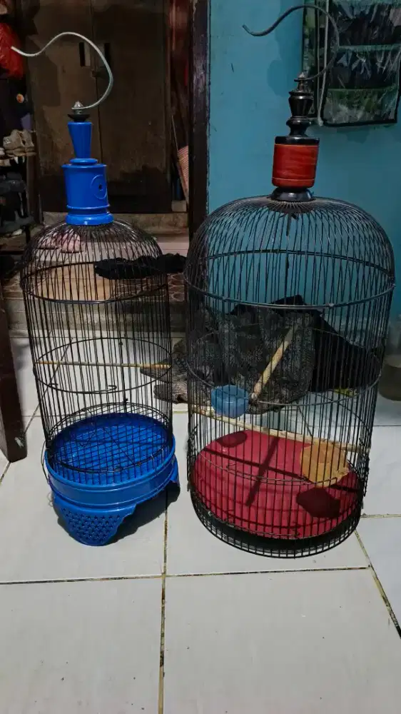 Kandang lb dan kandang heloped