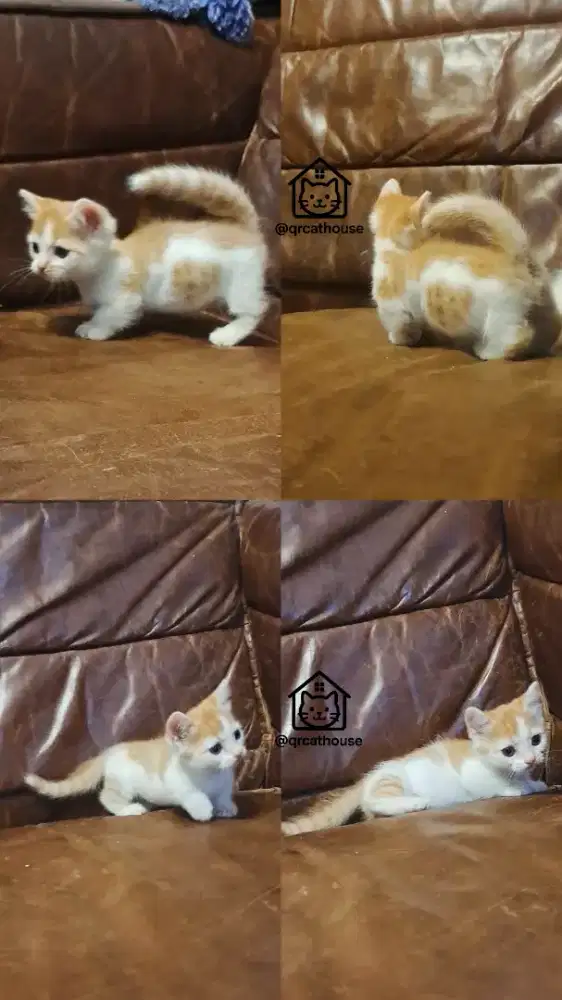KUCING MUNCHKIN JANTAN 2.5 BULAN