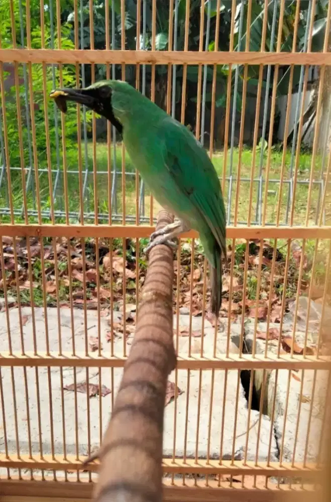 Cucak Rowo Jatim Bodi Gede Panjang Lengkung Gacor Siap Kontes