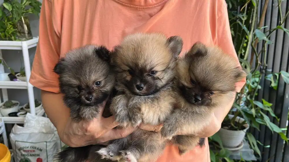 Anjing jenis pomerian