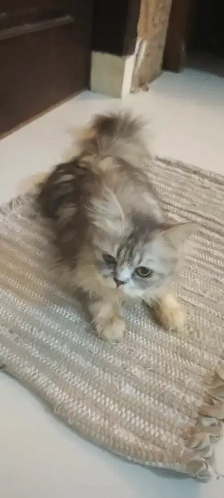 Lepas Adopsi kucing persia