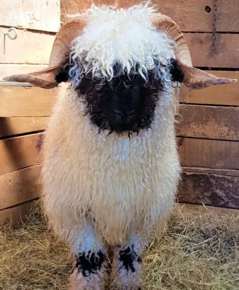 Domba Valais Black Nose kambing