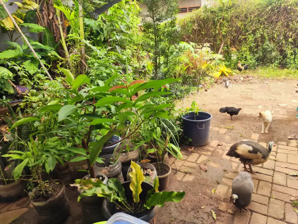 Ayam Mutiara Kalkun, Sepasang, bertelur