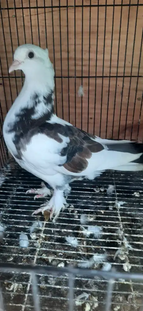 Betina Blantong Jembros