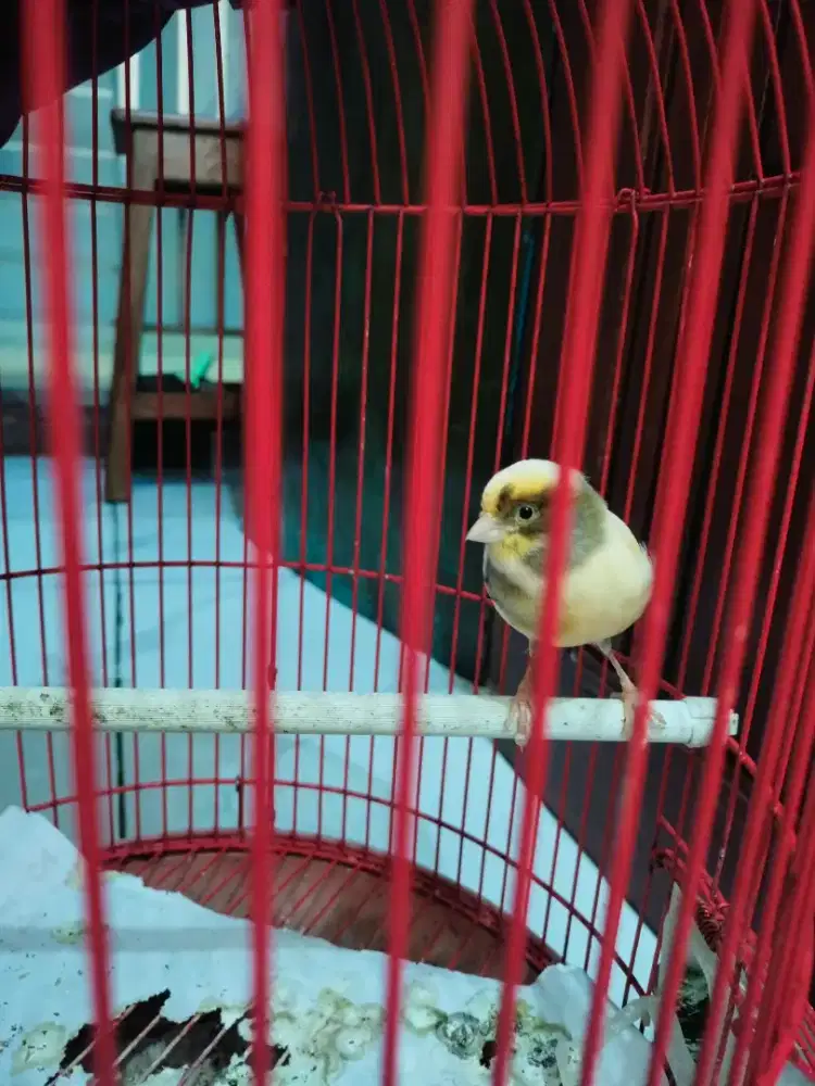 Jual Burung kenari
