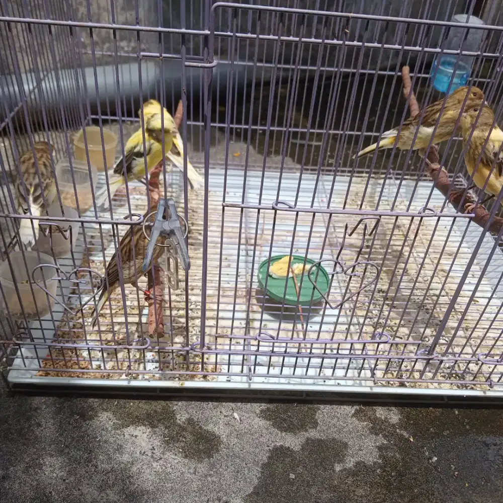 Kenari  paud Af (f1xloper)