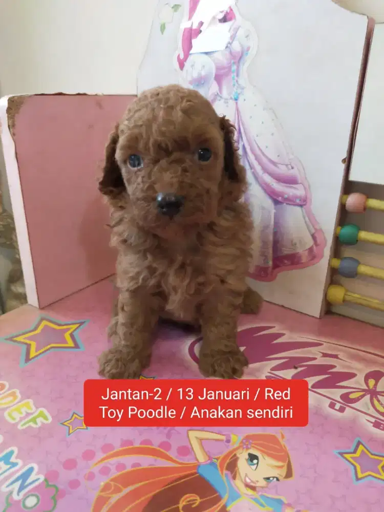 JANTAN RED TOY POODLE 13 Januari