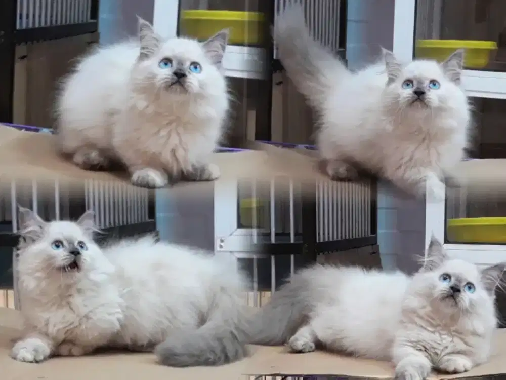Kucing kitten munchkin himalaya