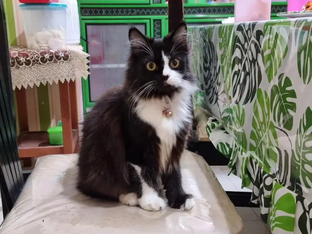 Kucing Persia Betina