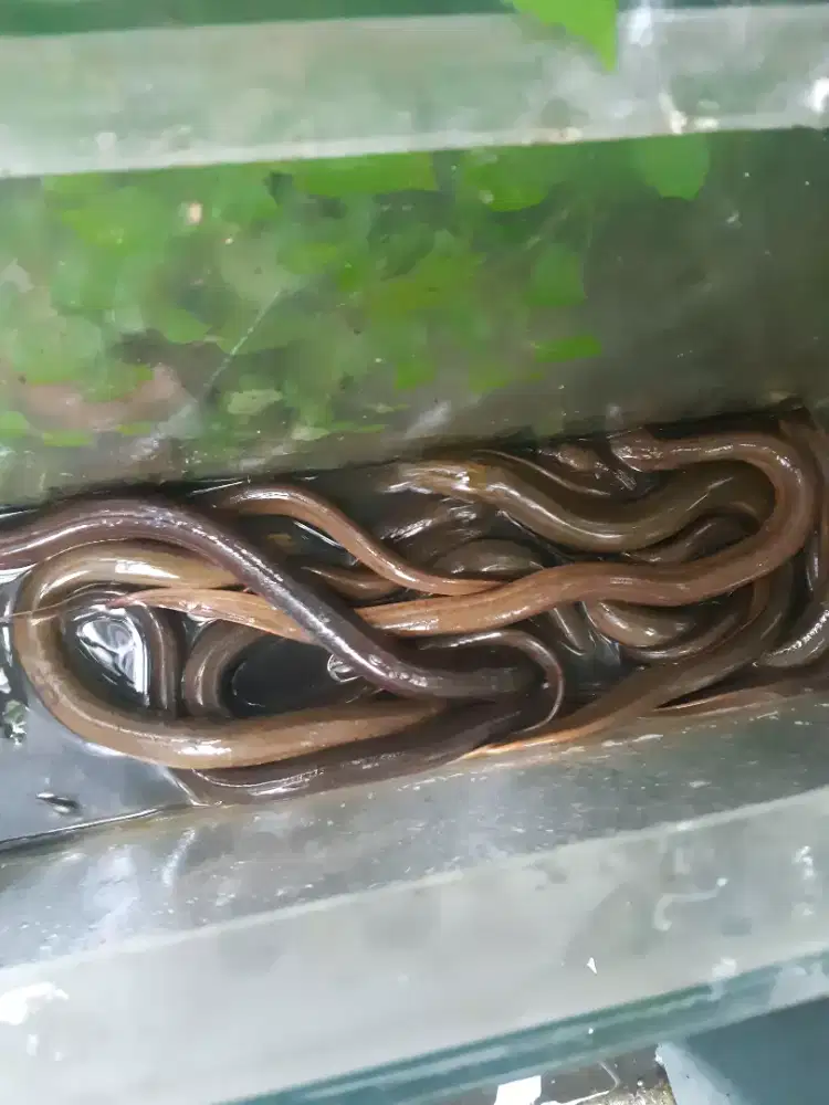 Tangkapan ikan sungai