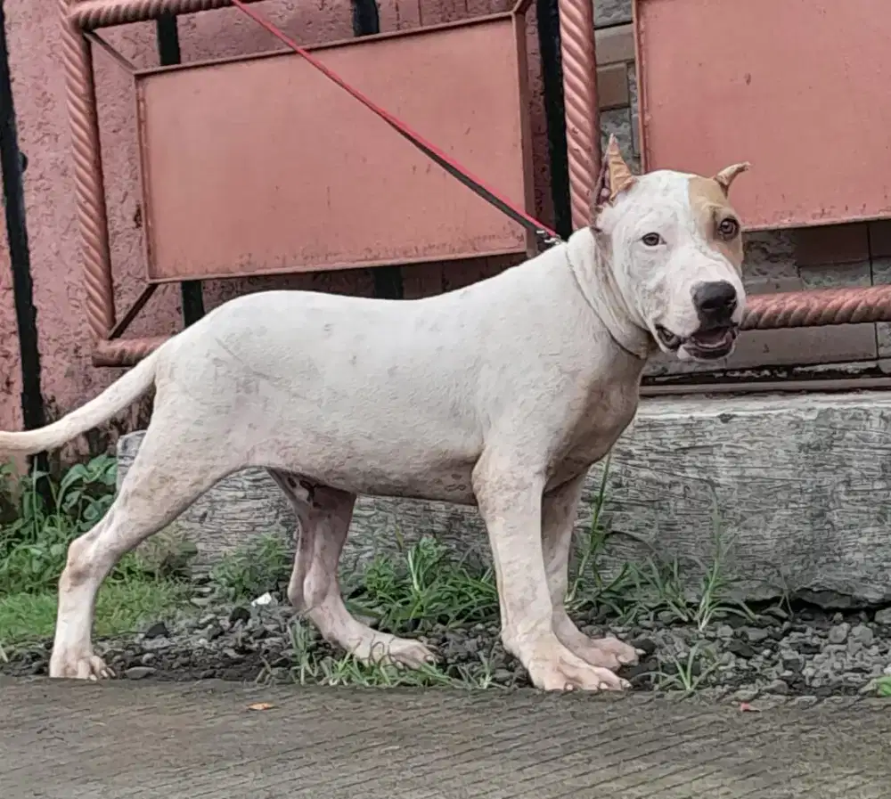 Pit Bull Jantan Non Stamboom