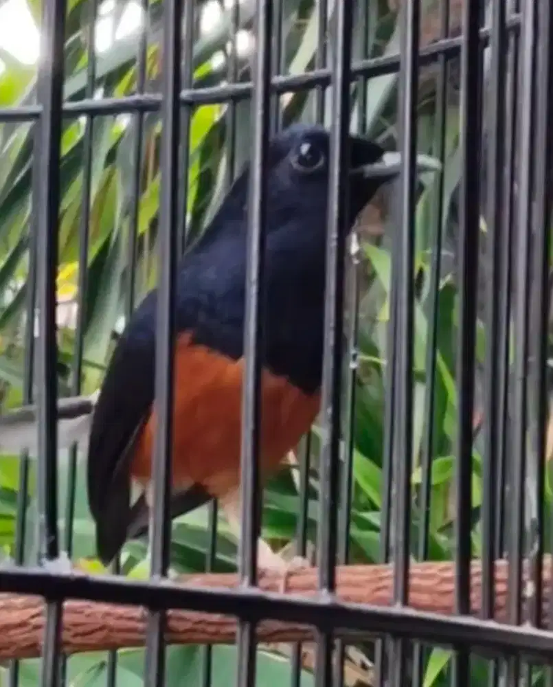 Murai hutan Dewasa prestasi