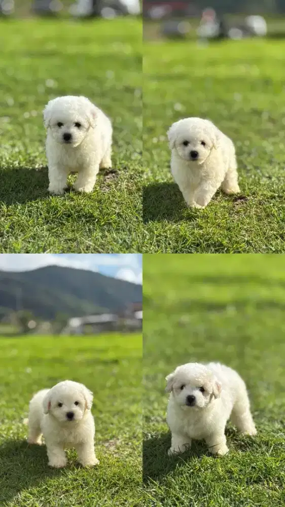 Bichon frise betina Good Quality