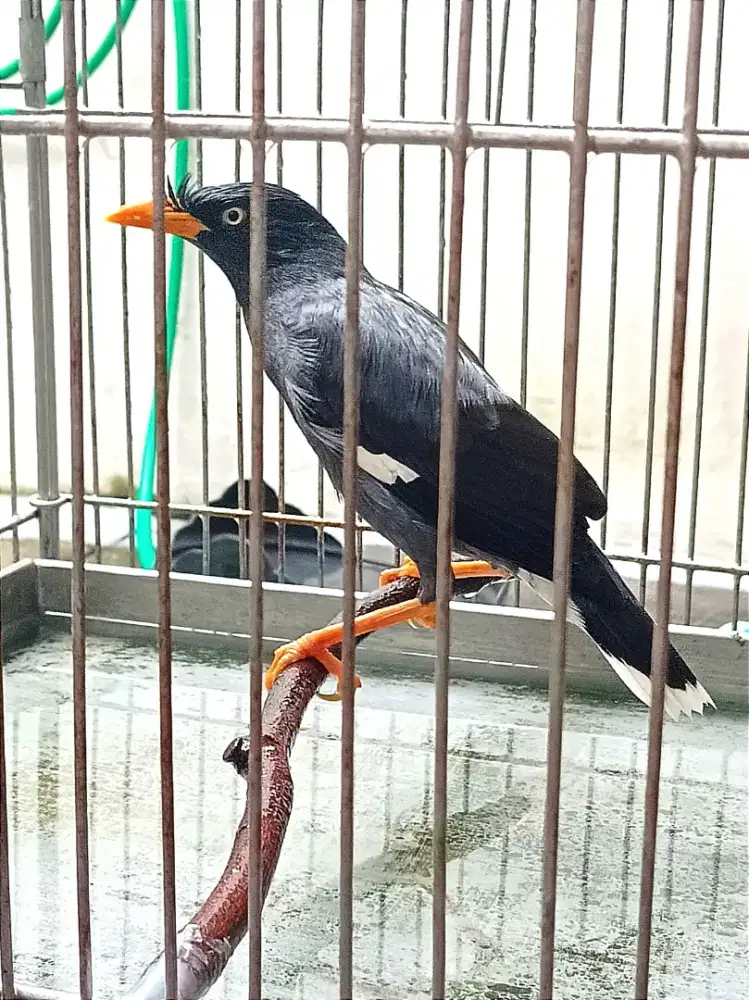 Jalak Kebo Rajin Bunyi