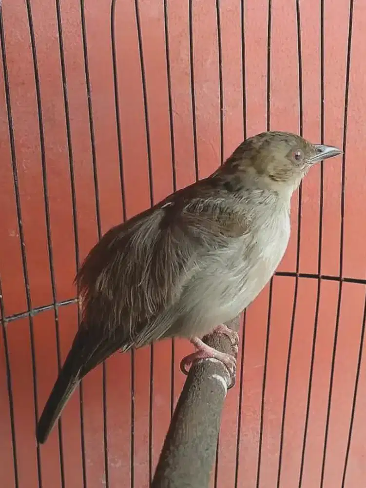 Burung Merbah Sudah Ngepur