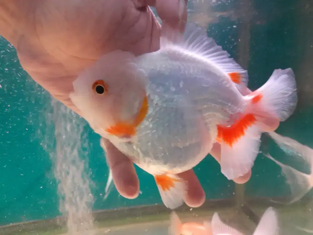 Ikan koki ost betina 15 cm