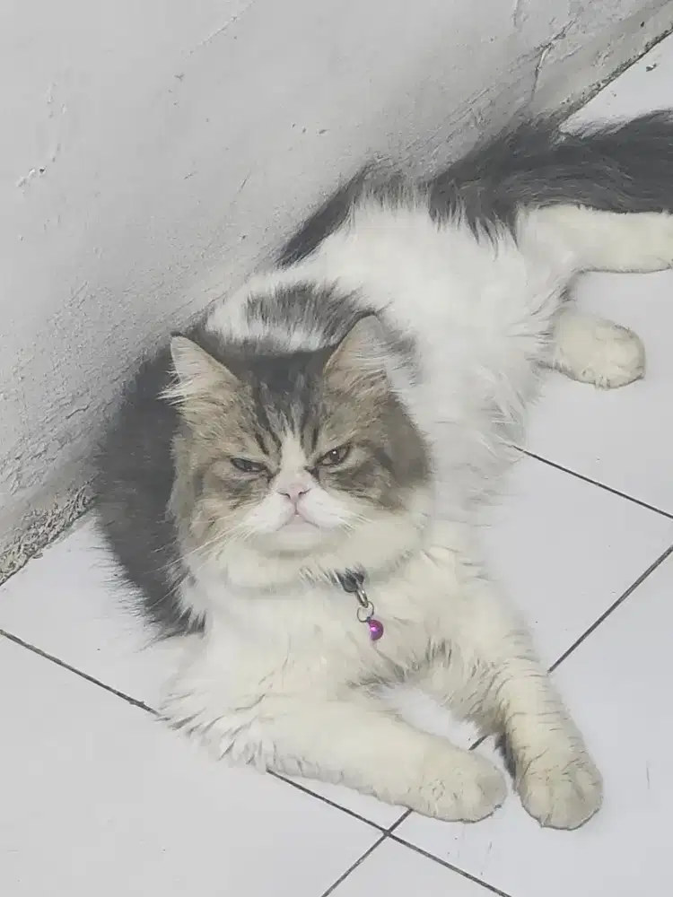 LEPAS ADOPT PERSIA PEAKNOSE