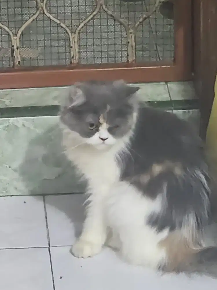 LEPAS ADOPT PERSIA PEAKNOSE