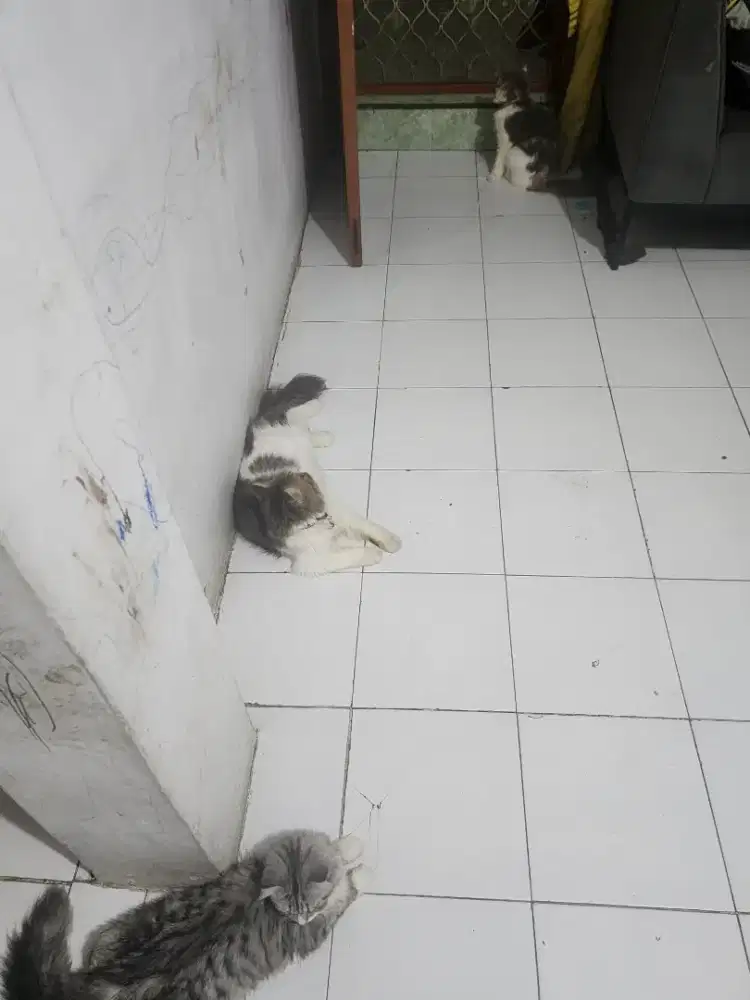 LEPAS ADOPT PERSIA PEAKNOSE