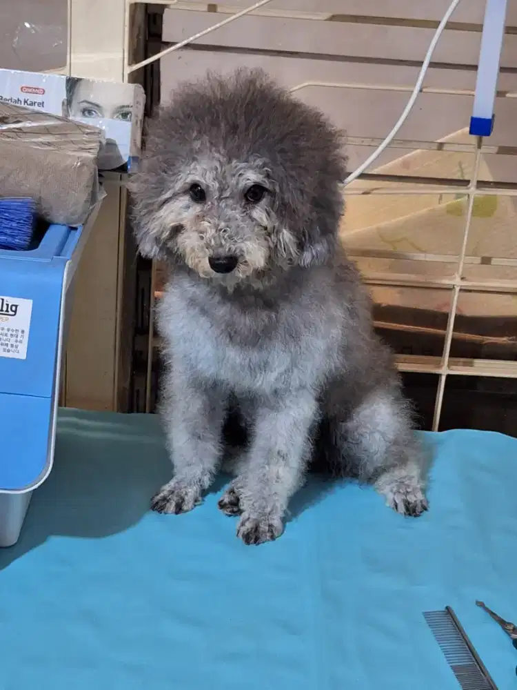 Silver miniatur poodle betina stb