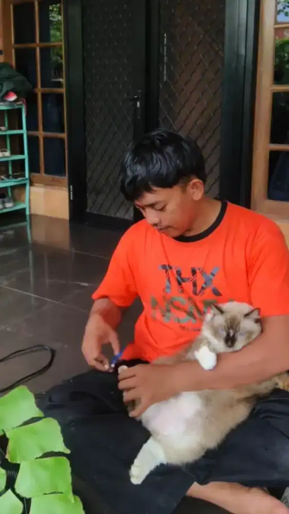 mandiin kucing murah