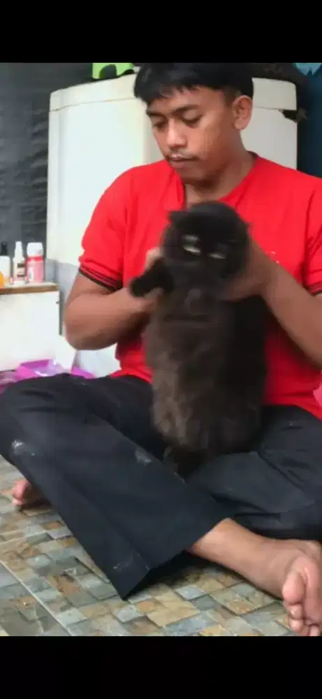 Groming Panggilan murah