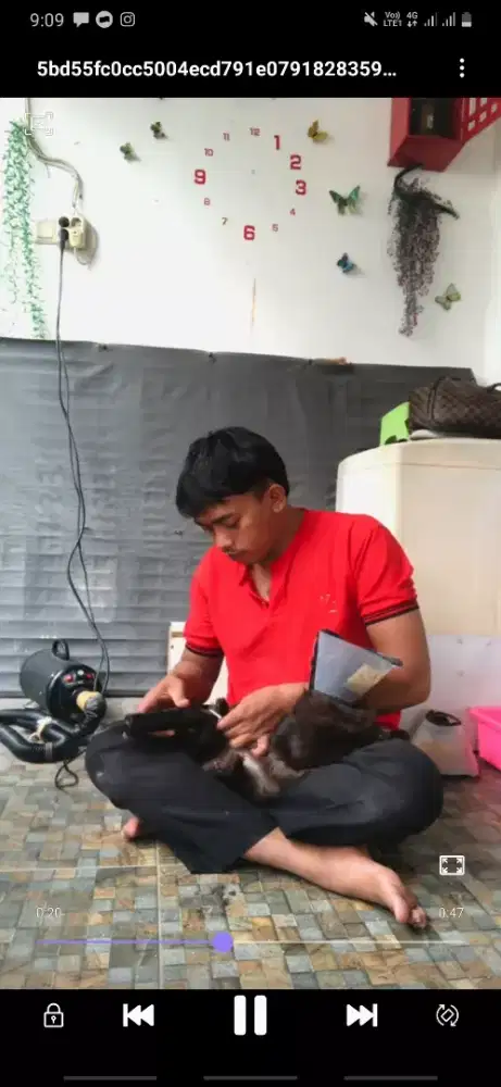 Groming Panggilan murah