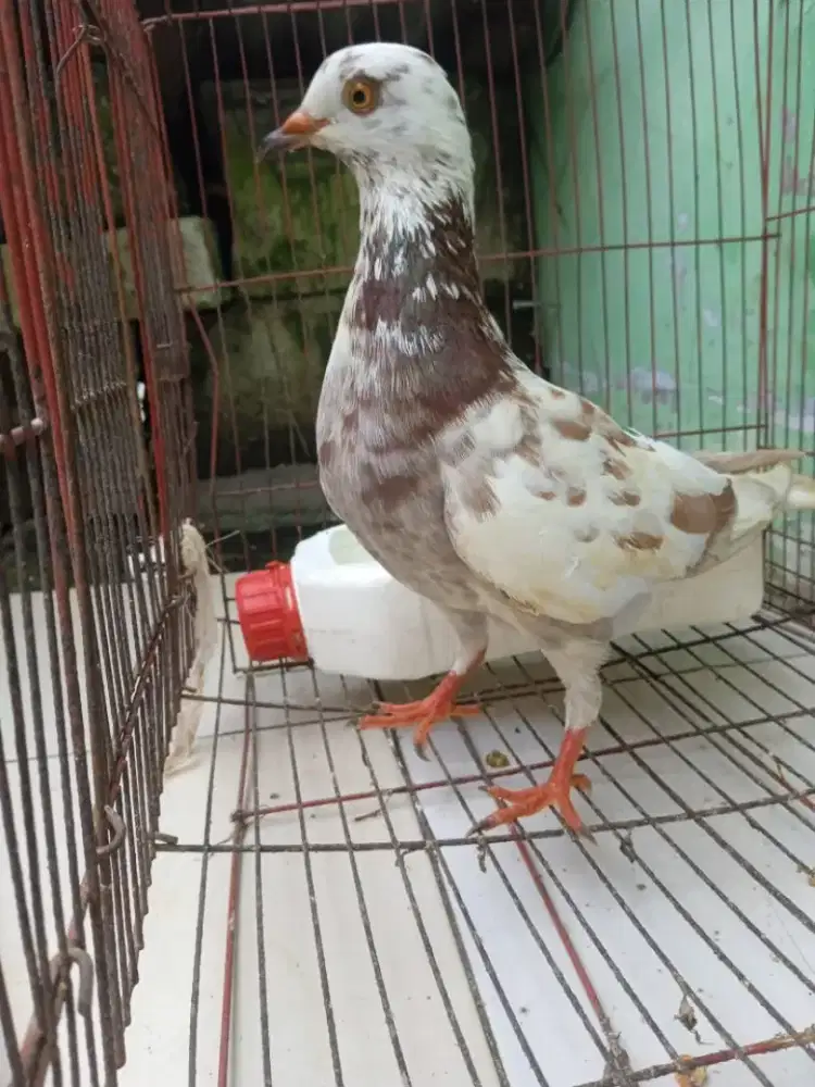 Burung dara cewean blorok super lenjeh di tinggal lakian nya ilng